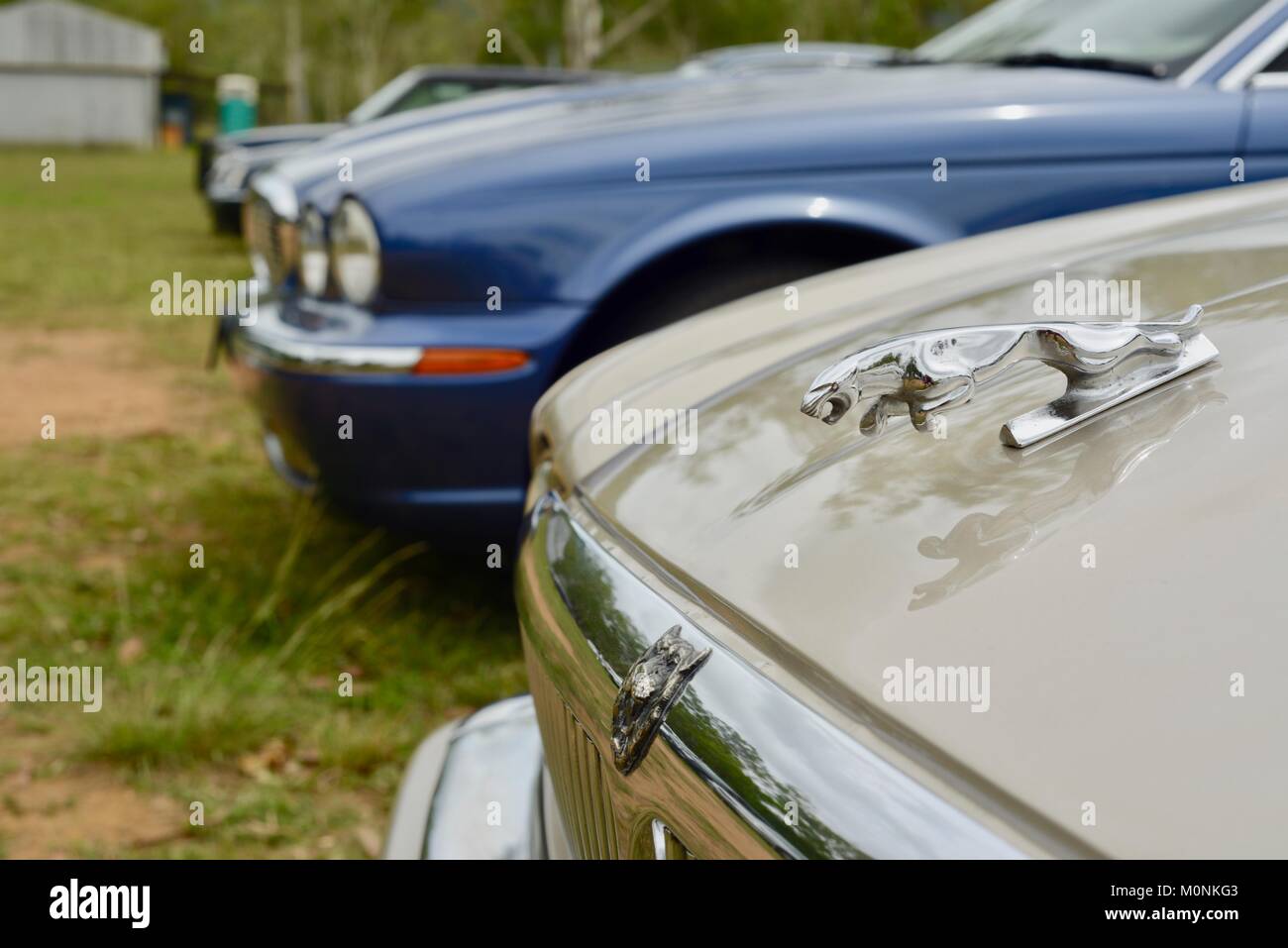 Vintage Car show with Jaguars, Herveys Range Heritage Tea Rooms