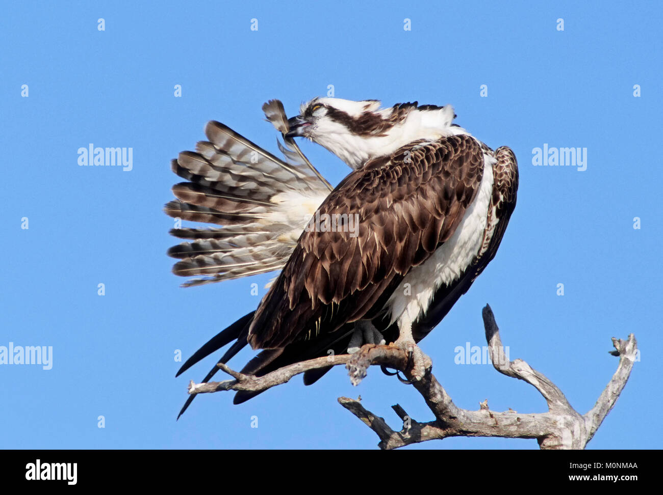 Osprey, Sanibel Island, Florida, USA / (Pandion haliaetus) Fischadler