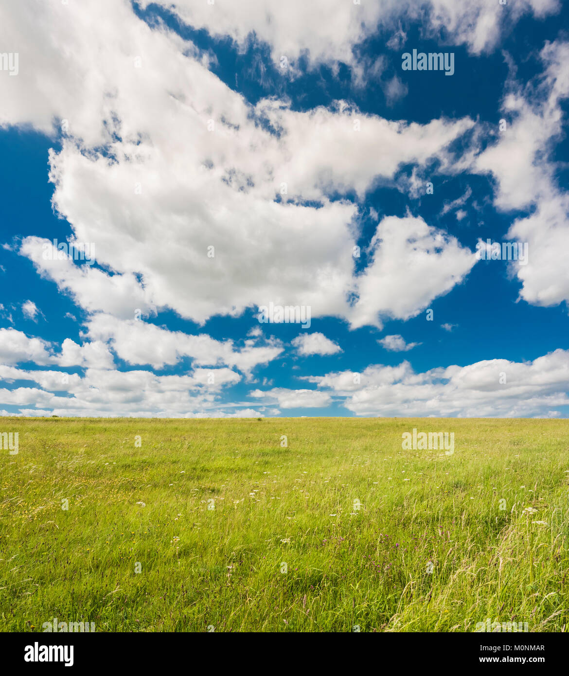 Calcareous grassland of Red Hill Nature Reserve, Lincolnshire, England, on a sunny summer day with a blue sky and cumulous clouds, Stock Photo