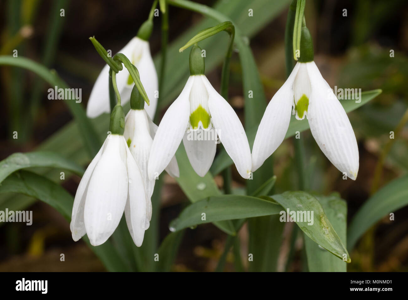 January flowers of the giant snowdrop variety, Galanthus elwesii 'Long Drop' Stock Photo