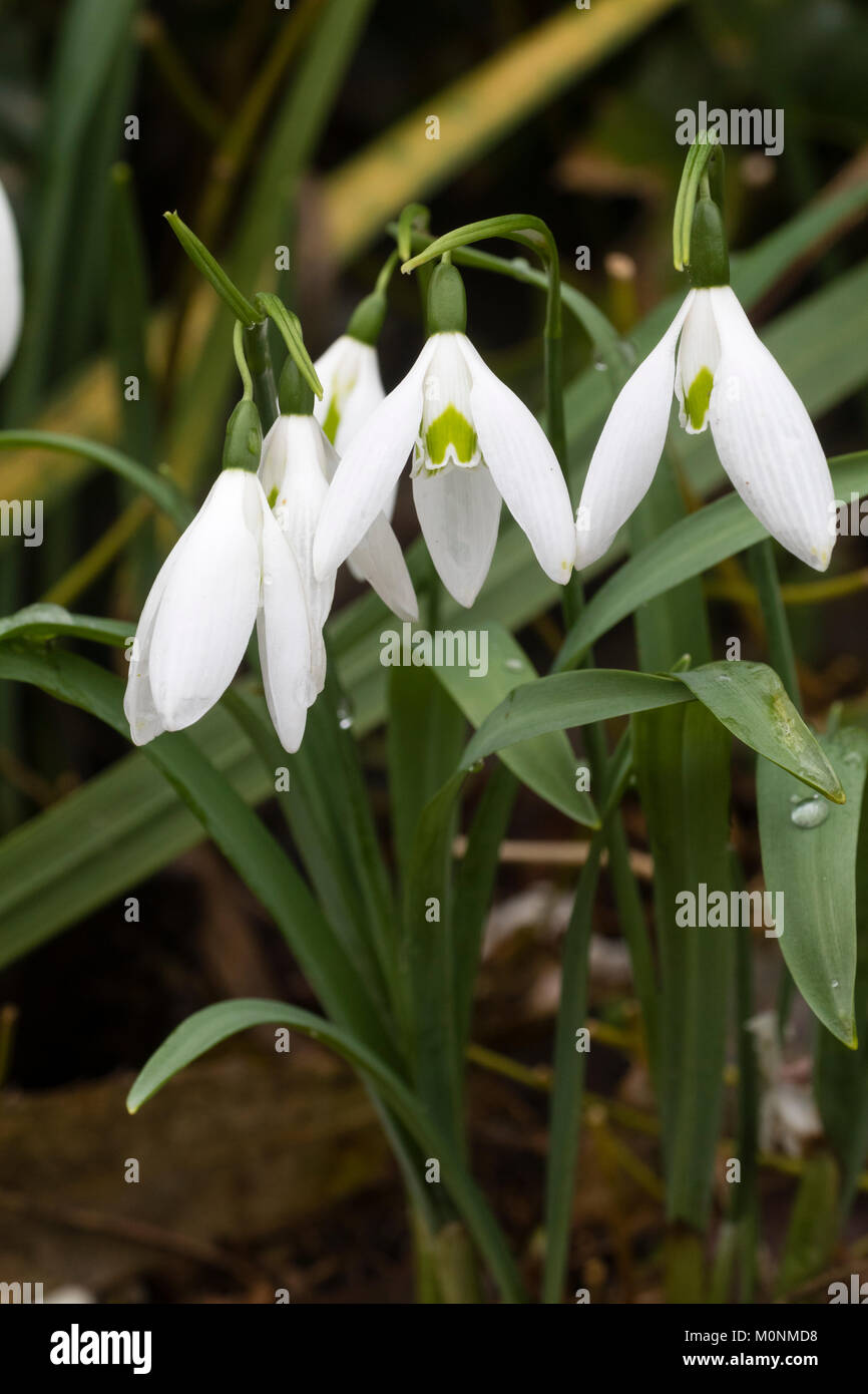 January flowers of the giant snowdrop variety, Galanthus elwesii 'Long Drop' Stock Photo