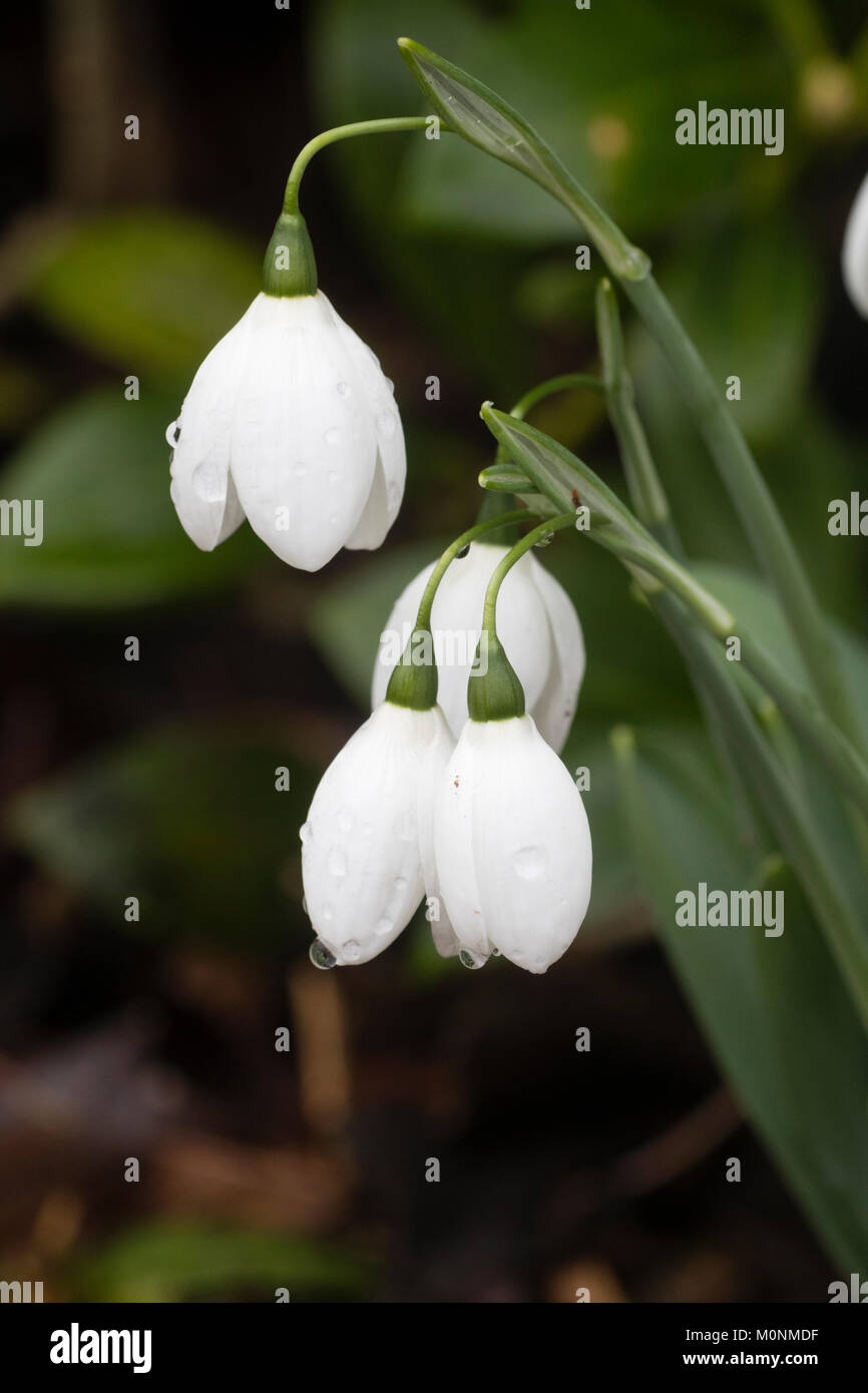 Early winter flowering white flower flowers bulb hardy garden