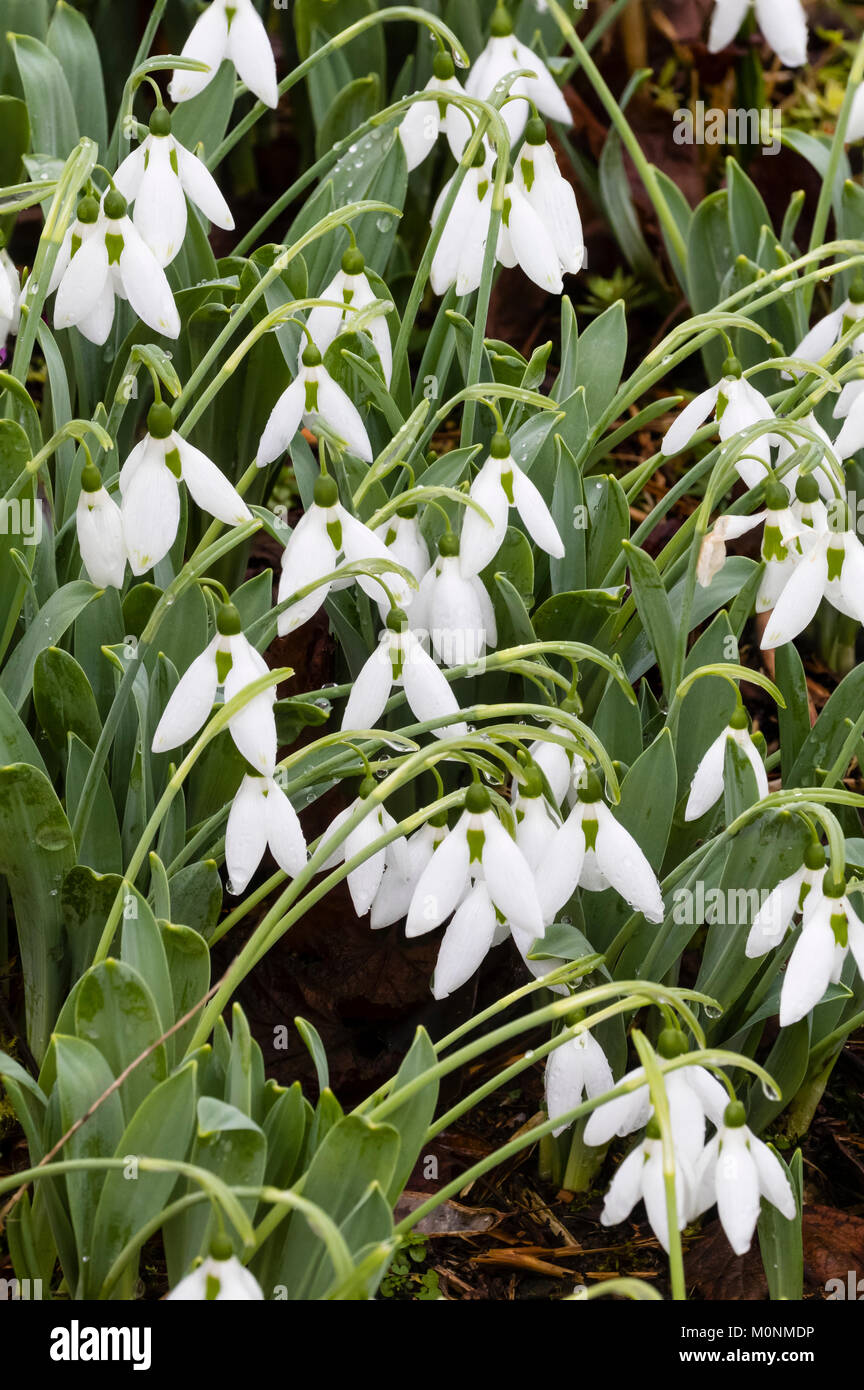Massed display of the collector's giant snowdrop, Galanthus elwesii 'Sickle' in mid winter Stock Photo