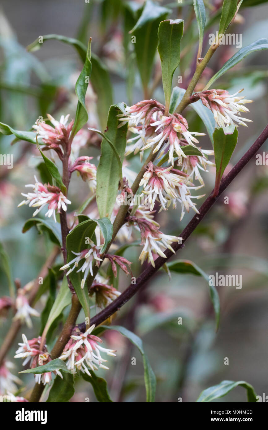 Highly scented, white whispy flowers of the winter flowering sweet box, Sarcococca hookeriana var. digyna Stock Photo