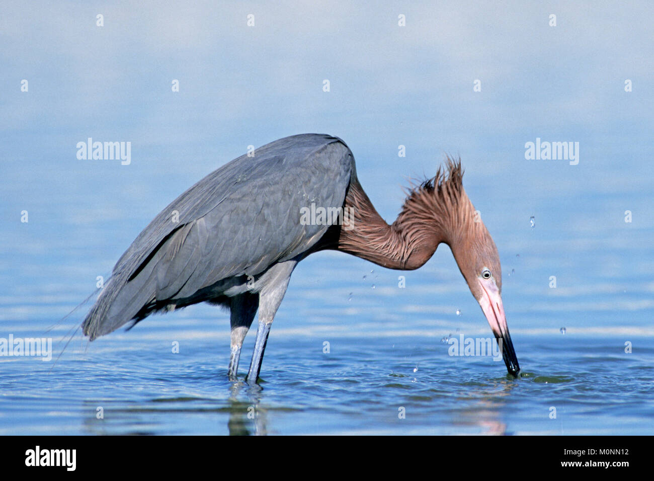 Reddish Egret, Sanibel Island, Florida, USA / (Egretta rufescens) |  Blaufussreiher, Sanibel Island, Florida, USA / (Egretta rufescens) Stock Photo