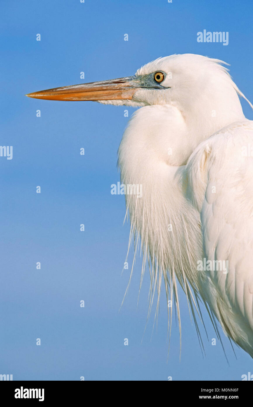 Great Blue Heron, white morph, Everglades national park, Florida, USA / (Ardea herodias) | Kanadareiher, weisse Phase, Everglades Nationalpark Stock Photo