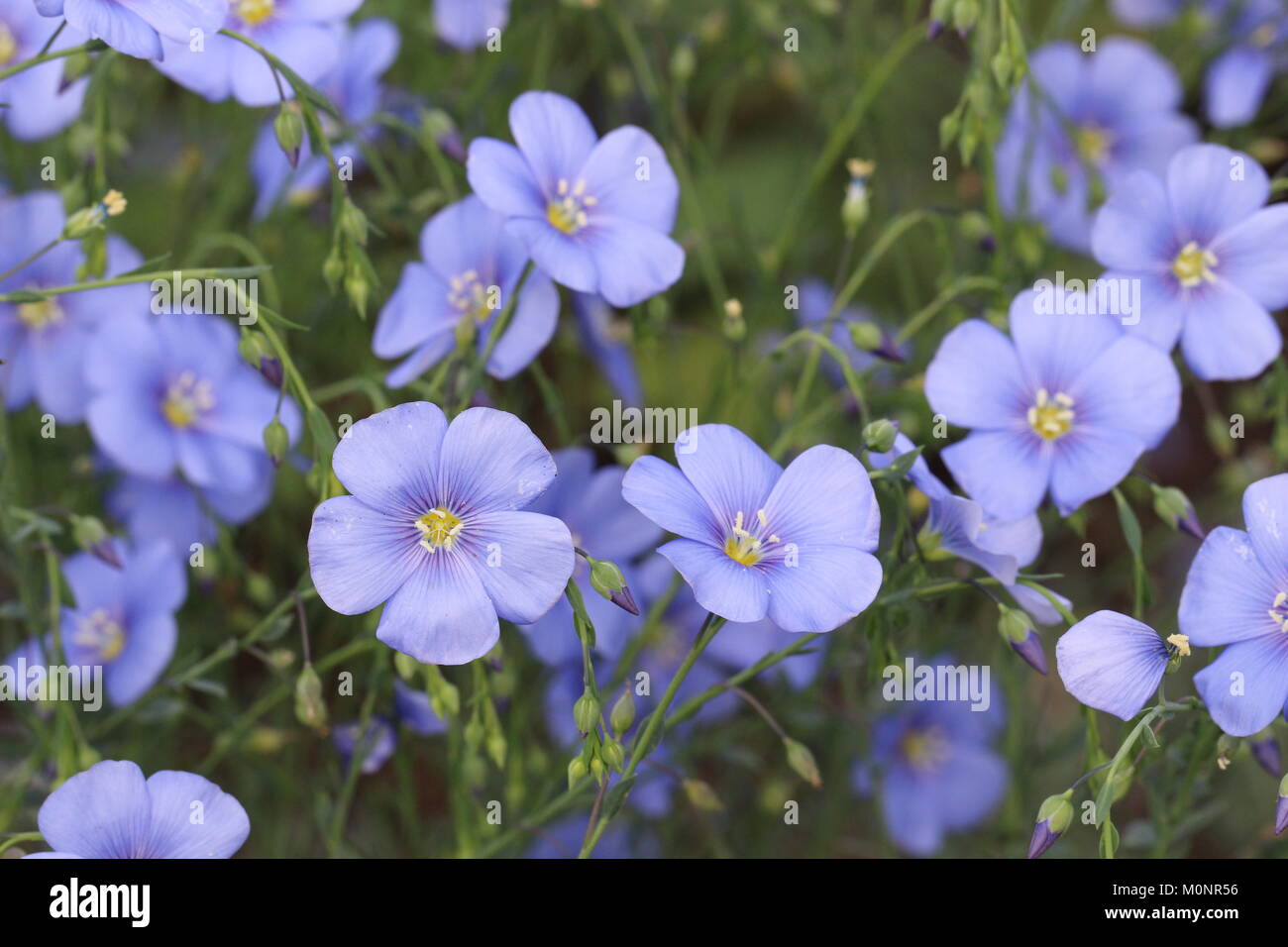Sweet blue flowers make a nice addition to the garden Stock Photo Alamy