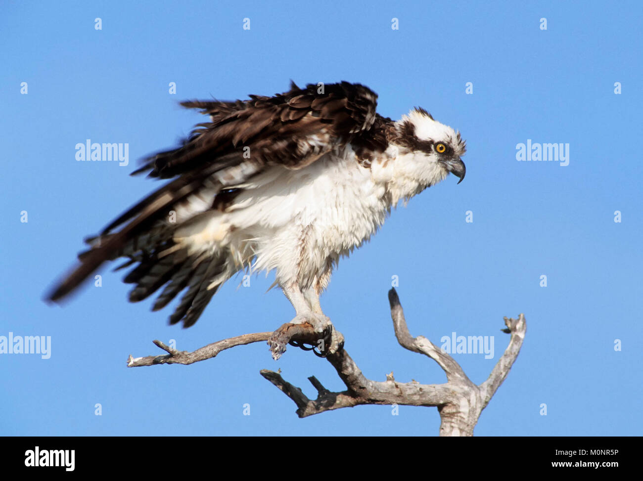 Osprey, Sanibel Island, Florida, USA / (Pandion haliaetus) Fischadler