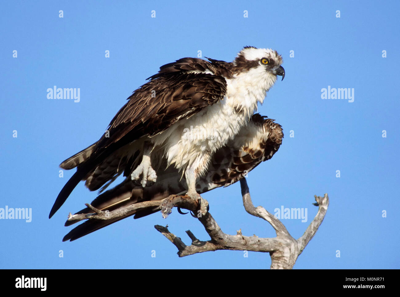 Osprey, Sanibel Island, Florida, USA / (Pandion haliaetus) | Fischadler, Sanibel Island, Florida, USA / (Pandion haliaetus) Stock Photo