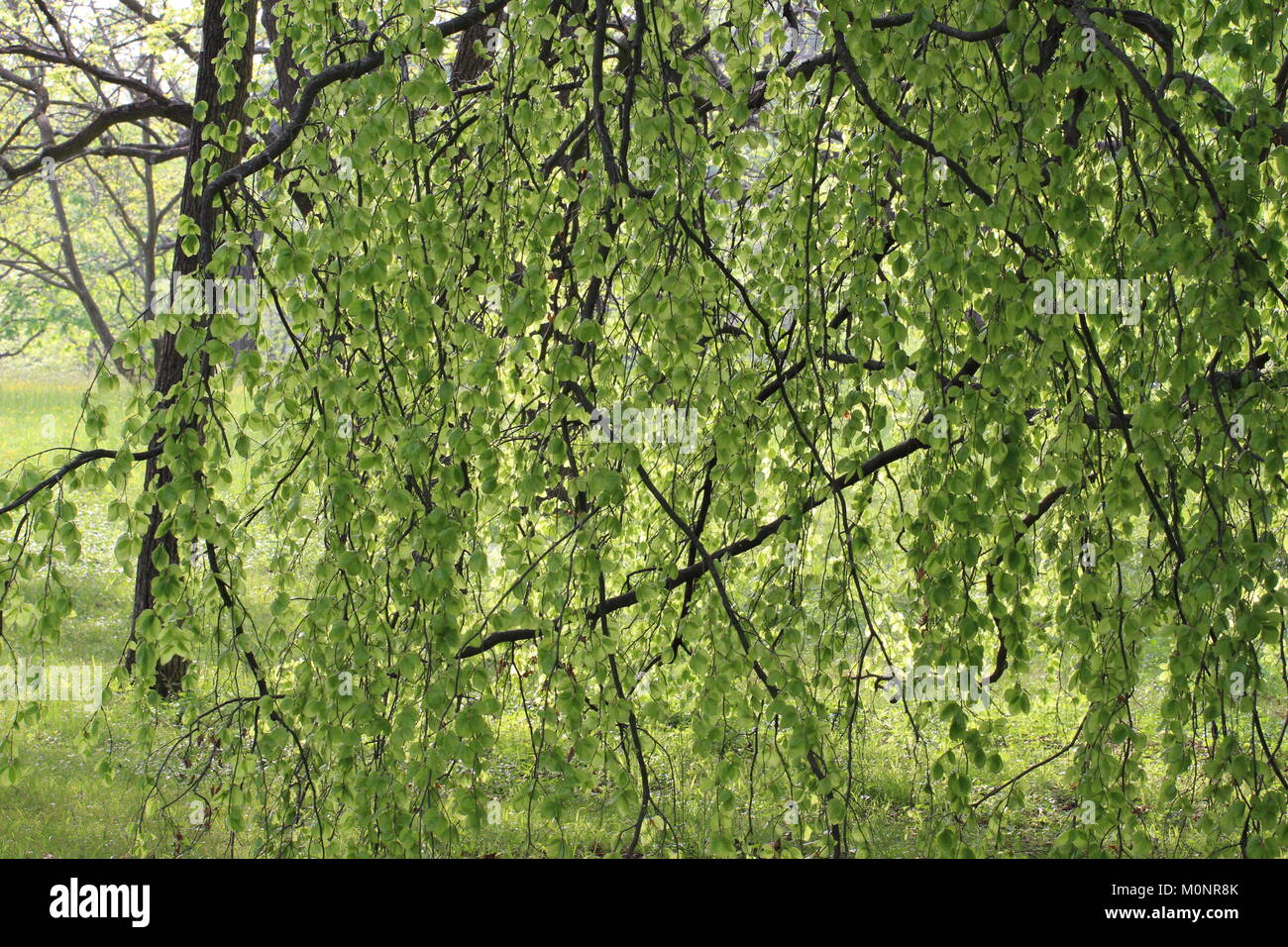 graceful weeping tree branches Stock Photo Alamy