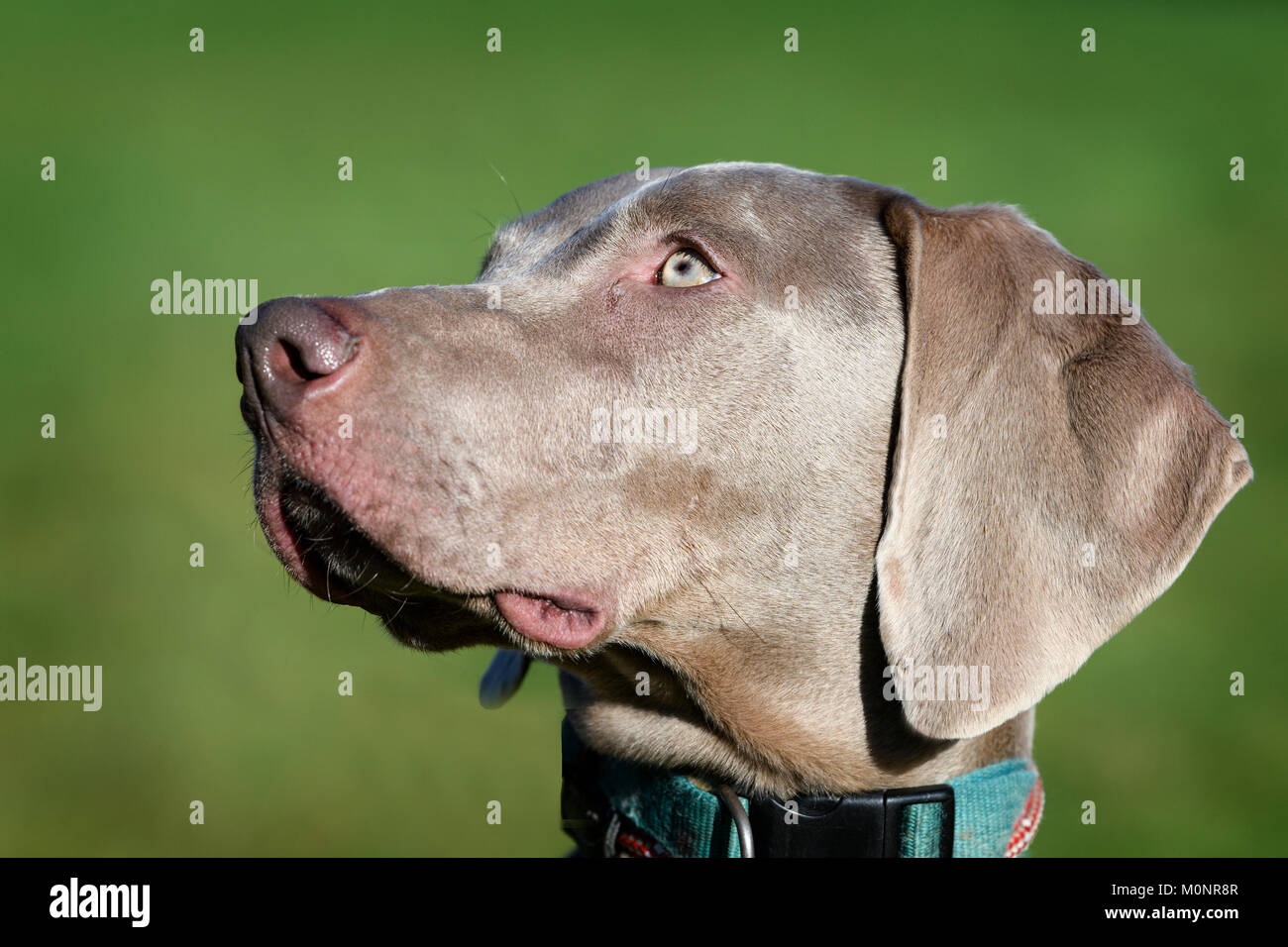 A Weimaraner Dog Stock Photo