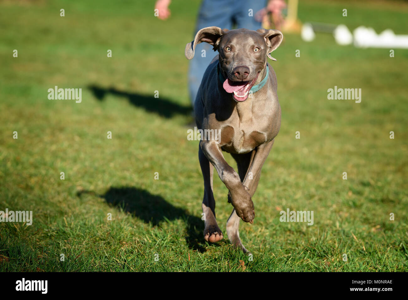 A Weimaraner Dog Stock Photo