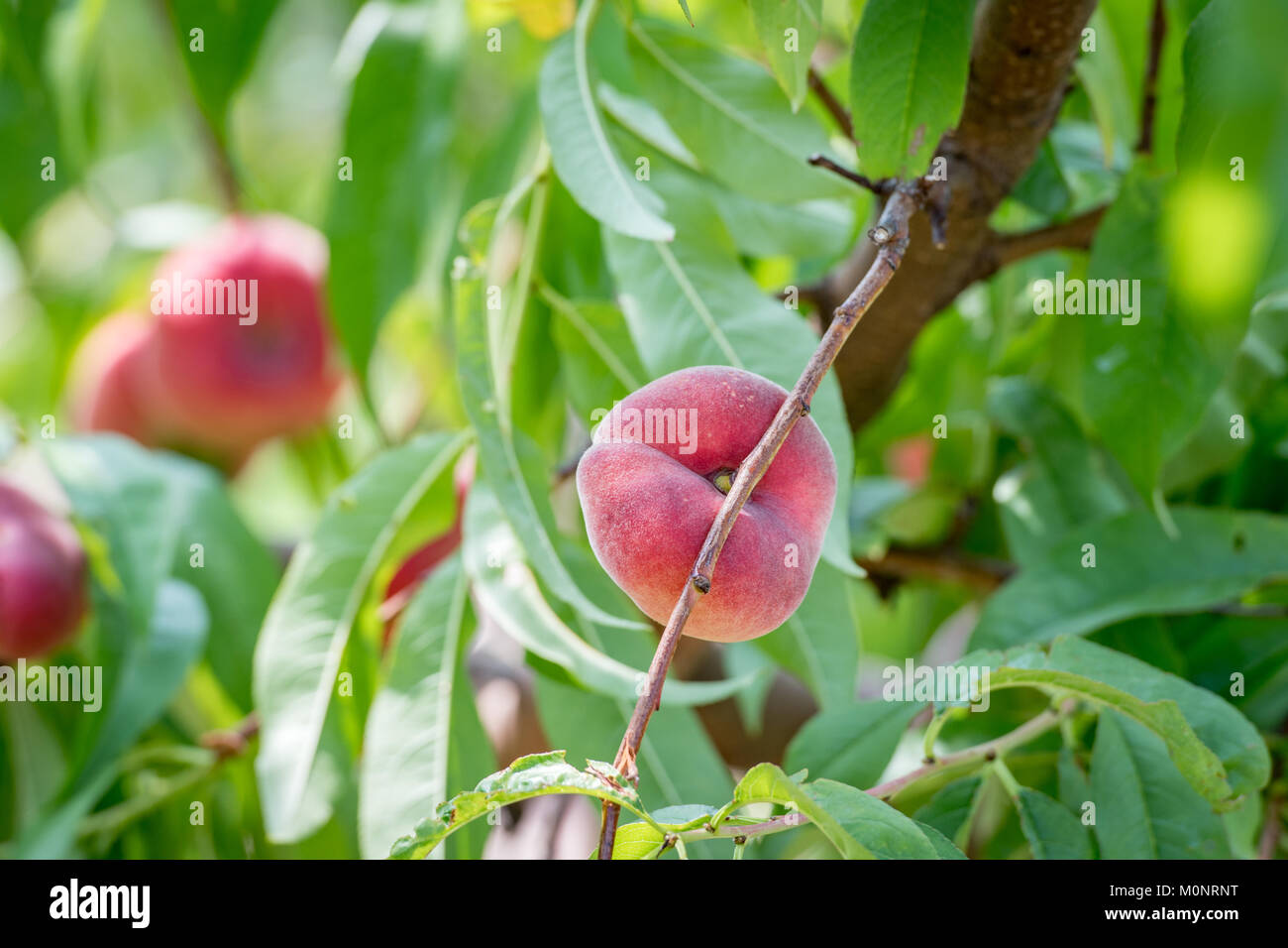 Peach growing on tree hires stock photography and images Alamy