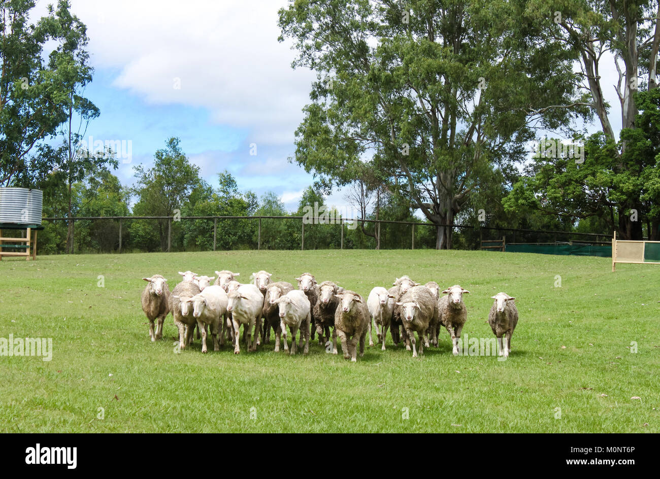 Sheep being rounded up - some shorn and some with wool - in green field with gum trees and fence in background Stock Photo