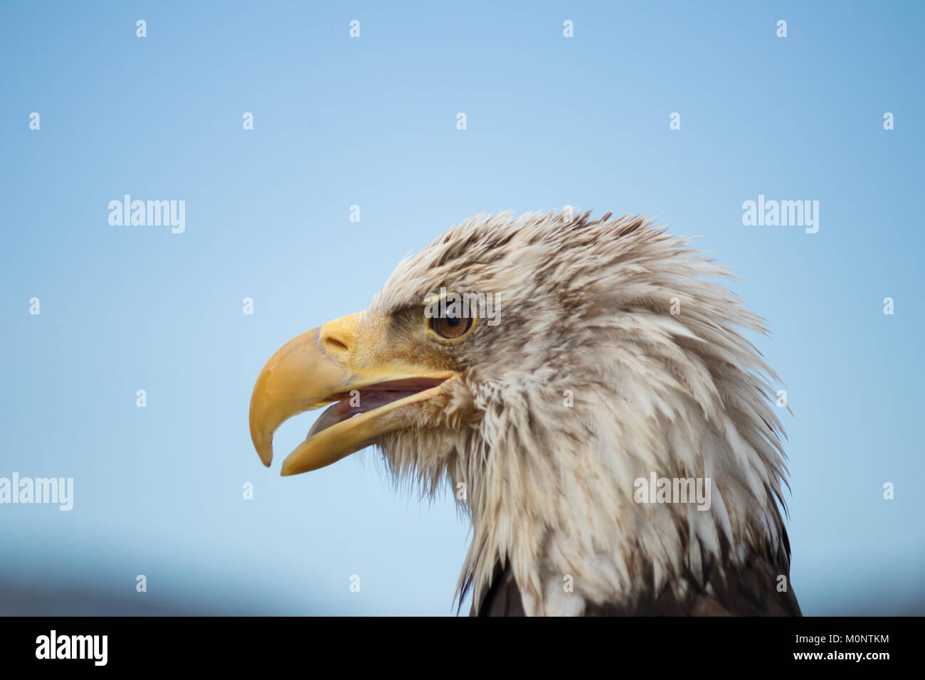 Bald headed eagle hi-res stock photography and images - Alamy