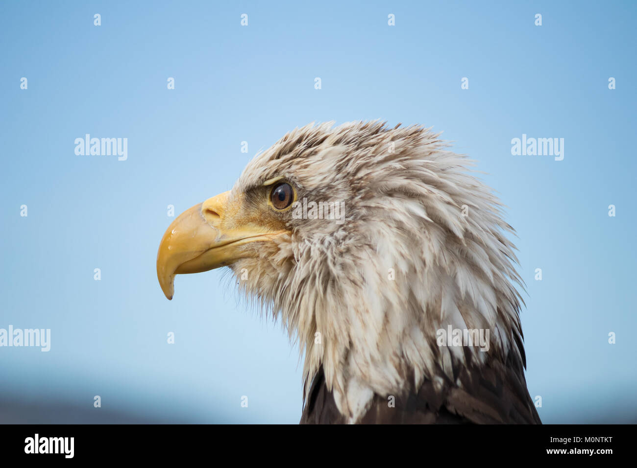 White headed bird hi-res stock photography and images - Alamy