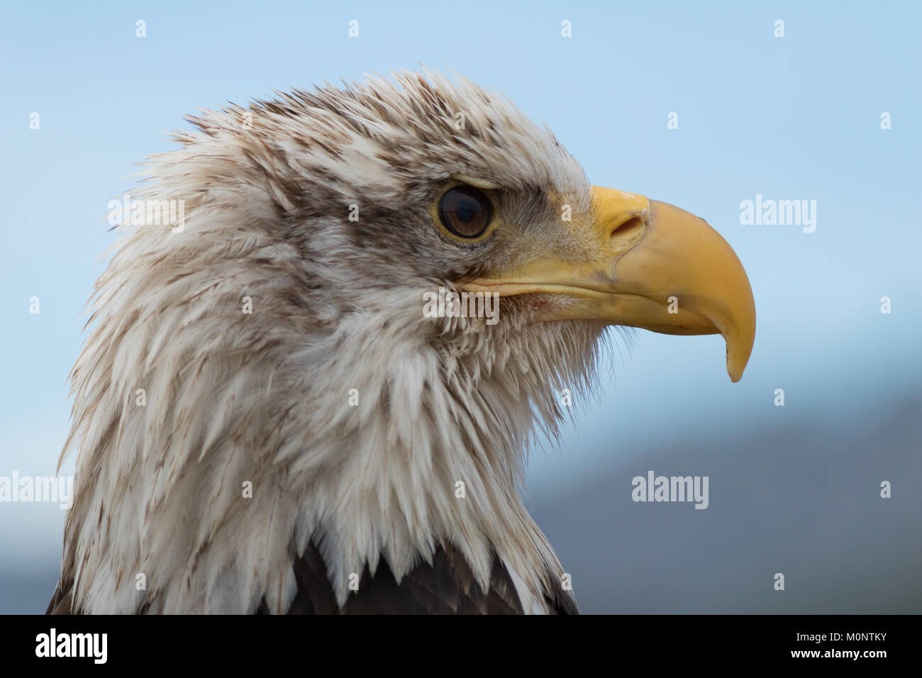 Big headed bird hi-res stock photography and images - Alamy