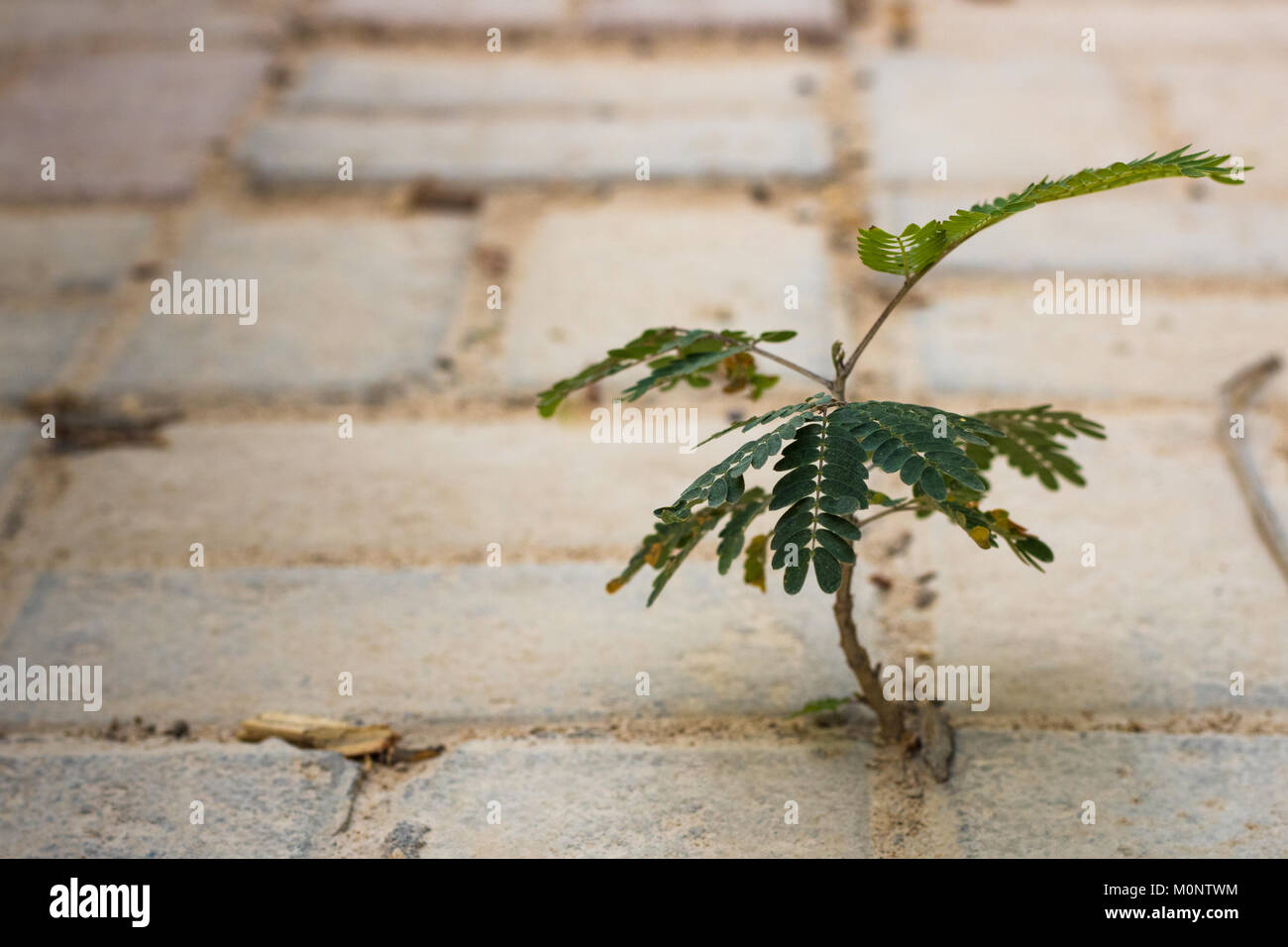 A new tree shoots out from in between concrete bricks on the floor. A display of hardiness and resilience. Stock Photo