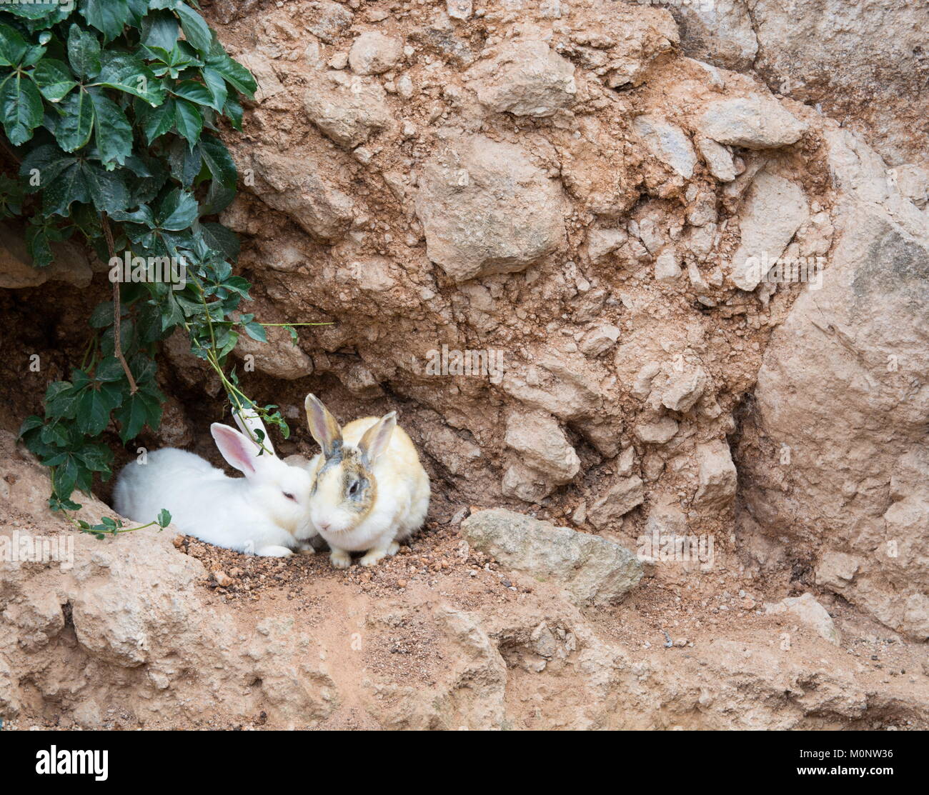 two rabbits hiding in the pit. cute, white and spotted rabbits Stock ...