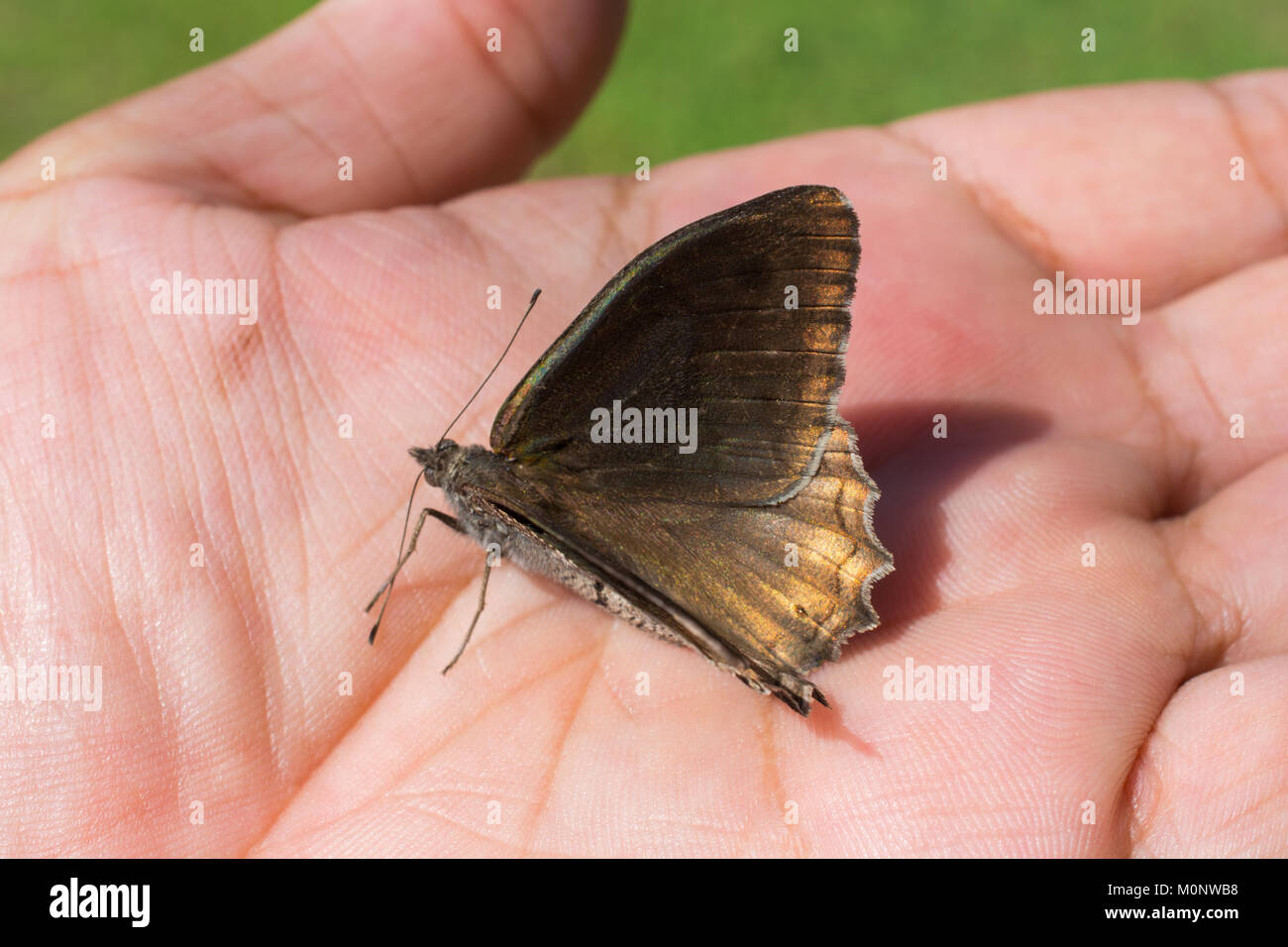 Butterfly Feet Stock Photos & Butterfly Feet Stock Images Alamy
