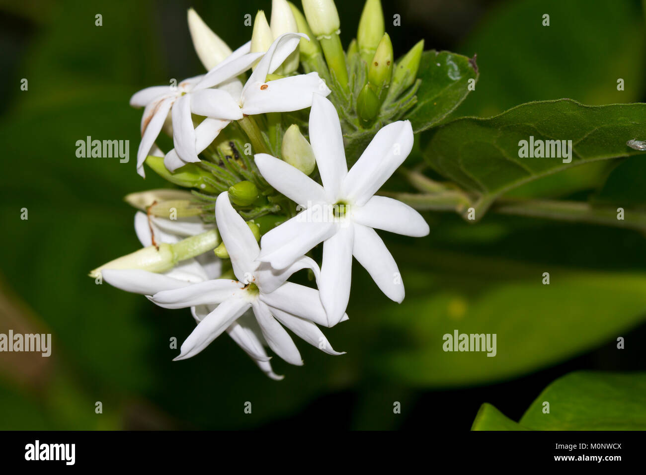 Jasmine (Jasminum sambac),Bali,Indonesia Stock Photo
