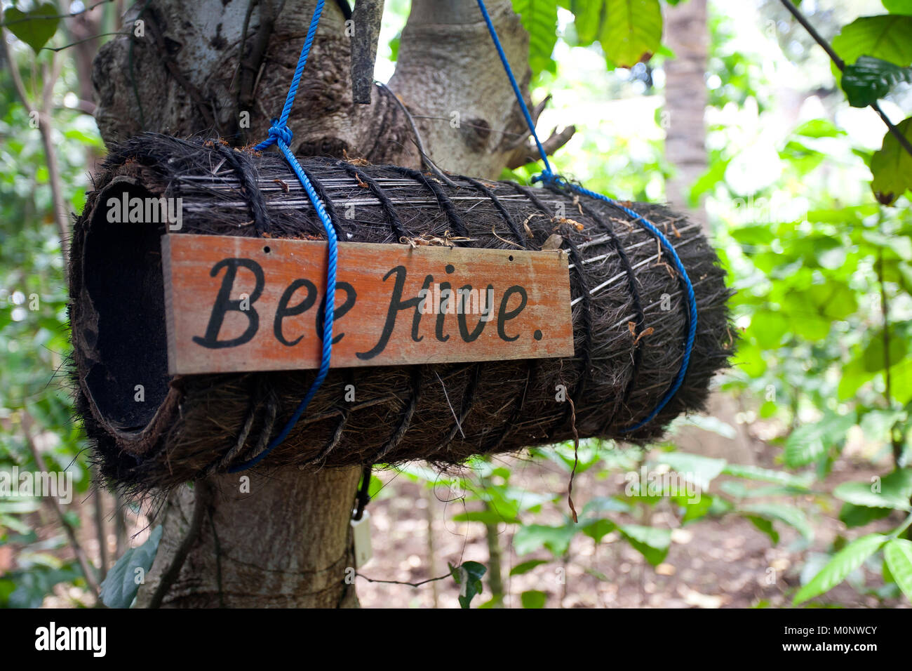 Beehive on coffee plantation,Ubud,Bali,Indonesia Stock Photo