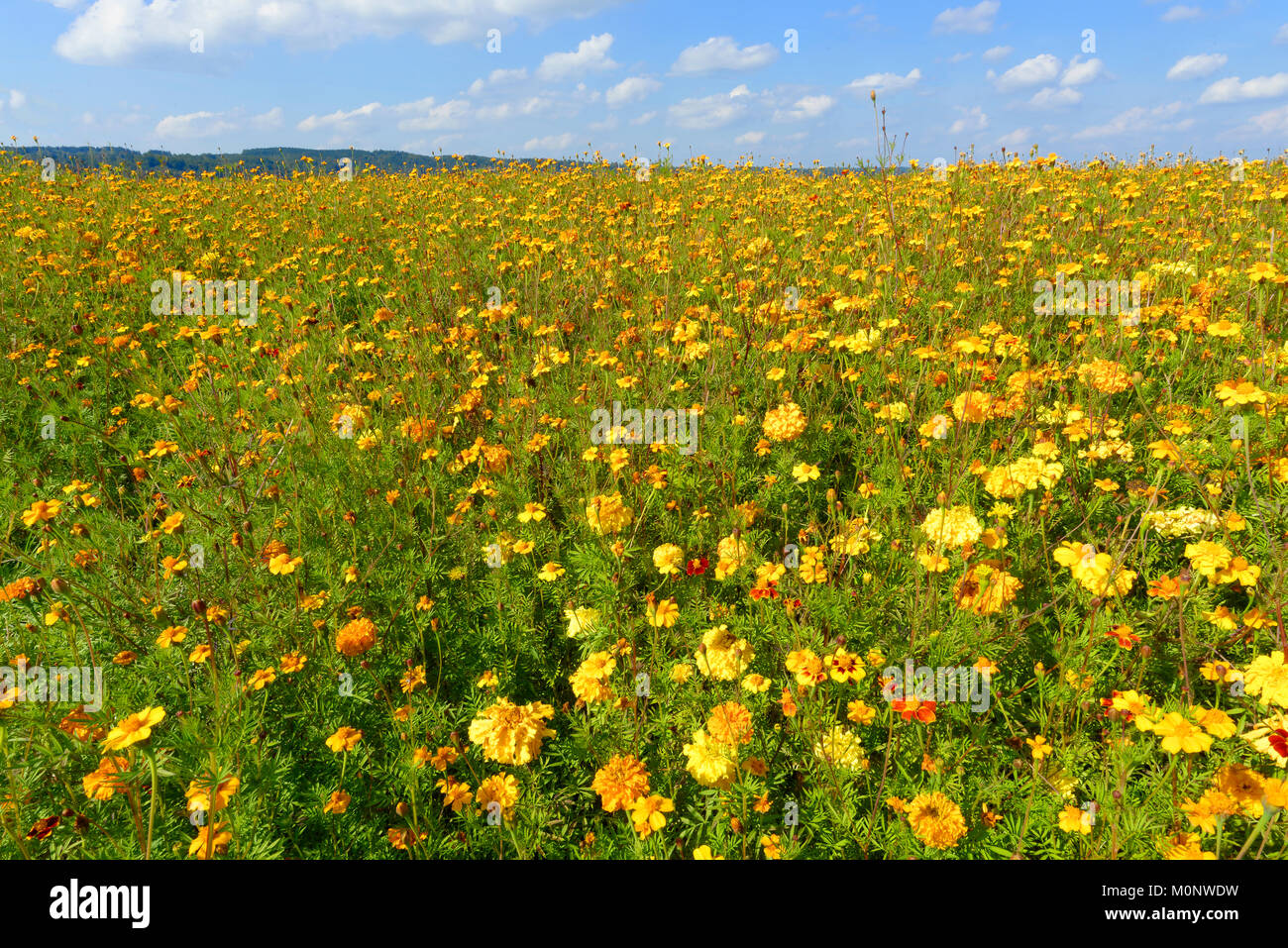 Yellow Marigolds (Tagetes) as green manure on a field,Upper Bavaria,Bavaria,Germany Stock Photo