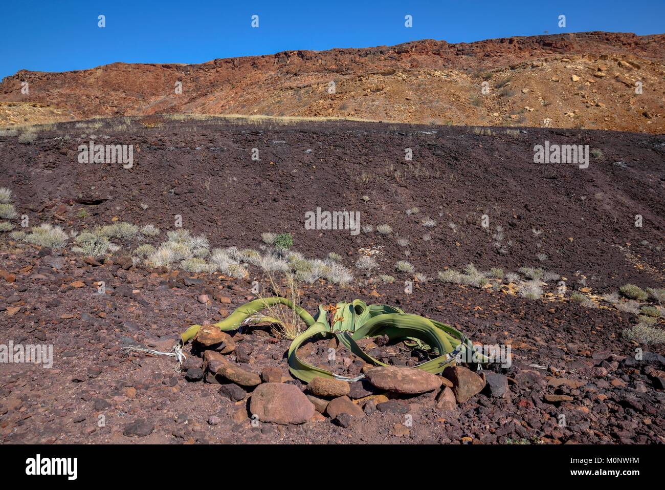 Welwitschia (Welwitschia mirabilis),Burnt Mountain,near Twyfelfontein,Kunene Region,Namibia Stock Photo