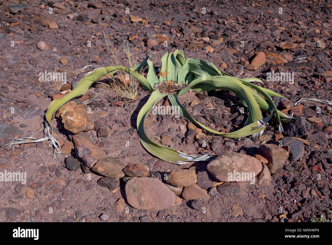 Welwitschia (Welwitschia mirabilis),Burnt Mountain,near Twyfelfontein,Kunene Region,Namibia Stock Photo