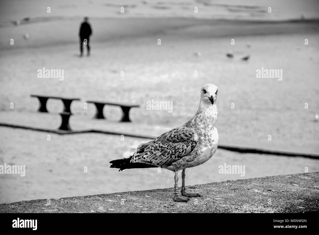 Seagulls at the seaside Stock Photo