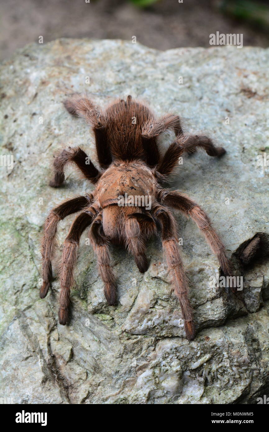A lounging tarantula spider blends in with its environment. Goliath bird spider. Stock Photo