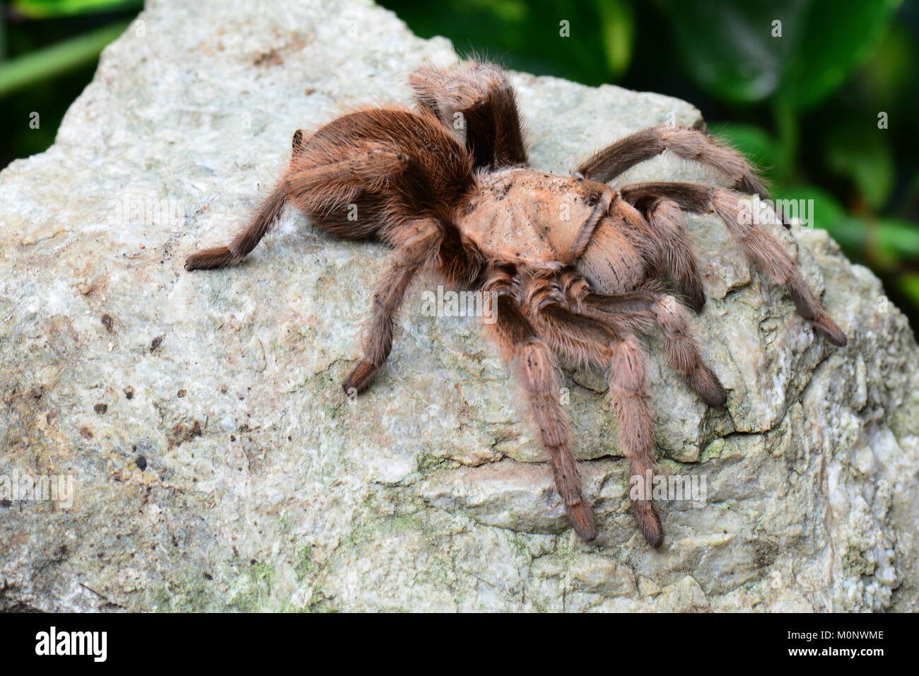 A lounging tarantula spider blends in with its environment. Goliath bird spider. Stock Photo