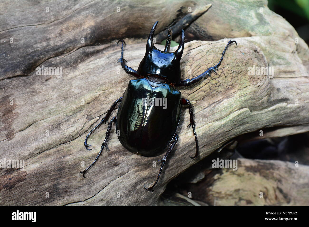 A female stag beetle, poses for its portrait while visiting the gardens. Stock Photo