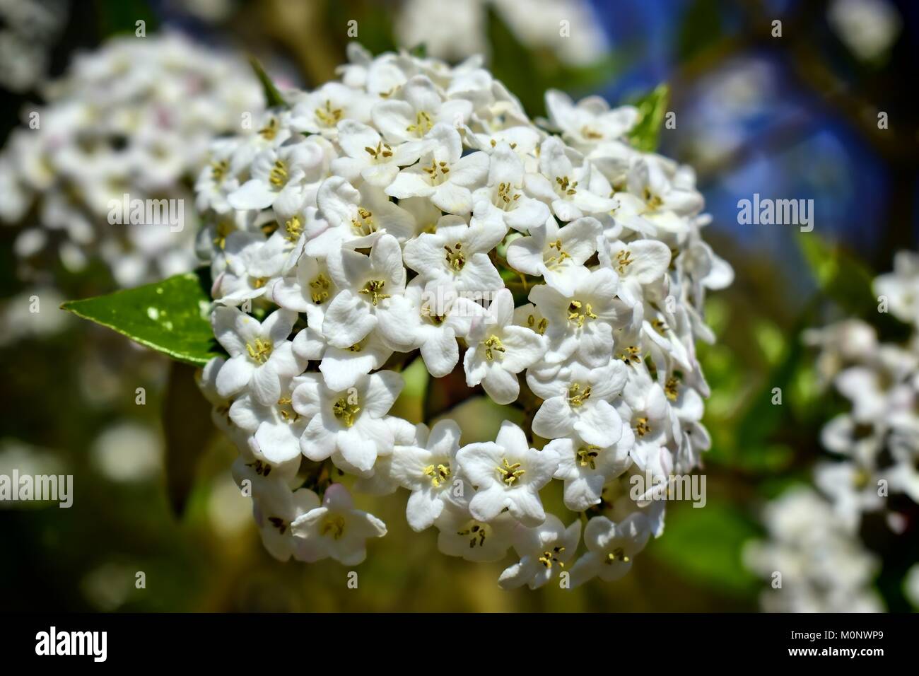 Nature,flowers,environment,parks and gardens concept-white spring and fragrant flower of shrub Viburnum Carlcephalum. Stock Photo