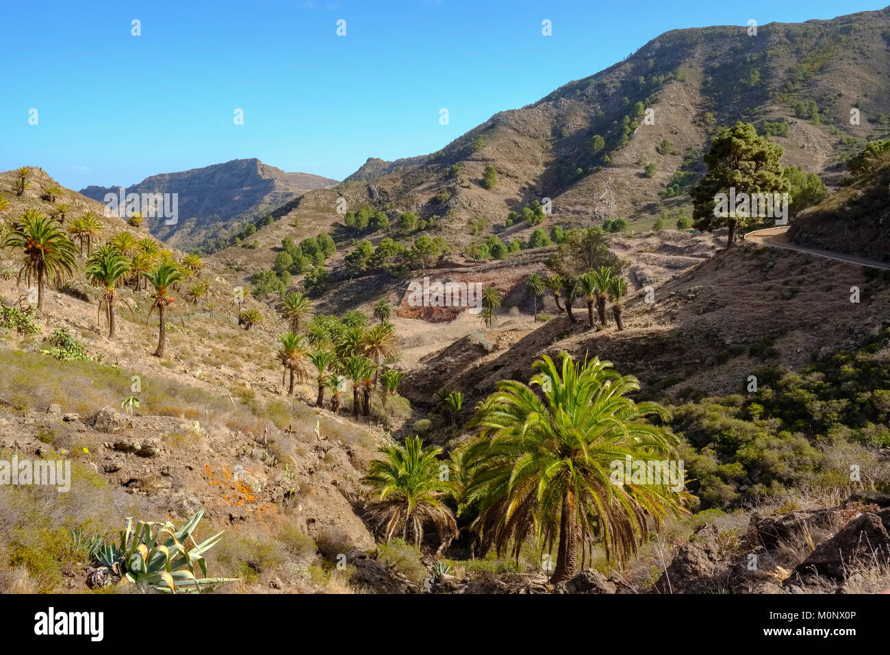 Mountain landscape with Canary Island date palms (Phoenix canariensis),Enchereda,Parque Natural de Majona,near San Sebastian Stock Photo