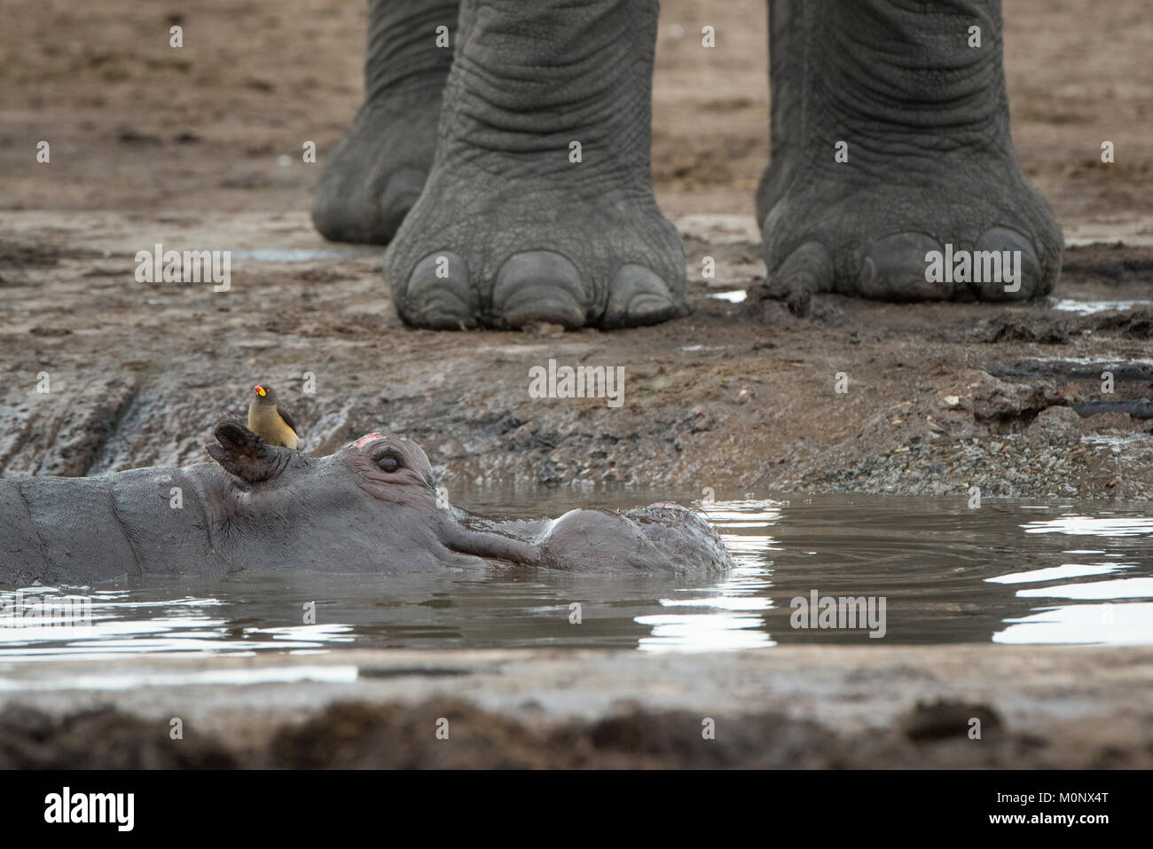 Hippopotamus (Hippopotamuspotamus amphibius) with Yellow-billed Oxpecker (Buphagus africanus) on the head lies in waterhole, Stock Photo