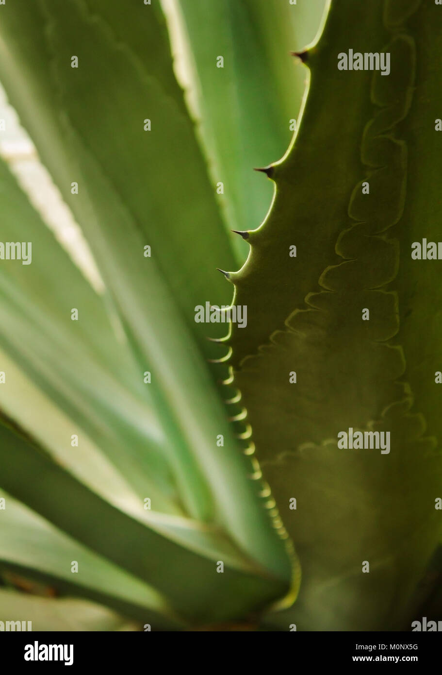 Spiky Leaves Of Aloe Flowering Plant Stock Photo