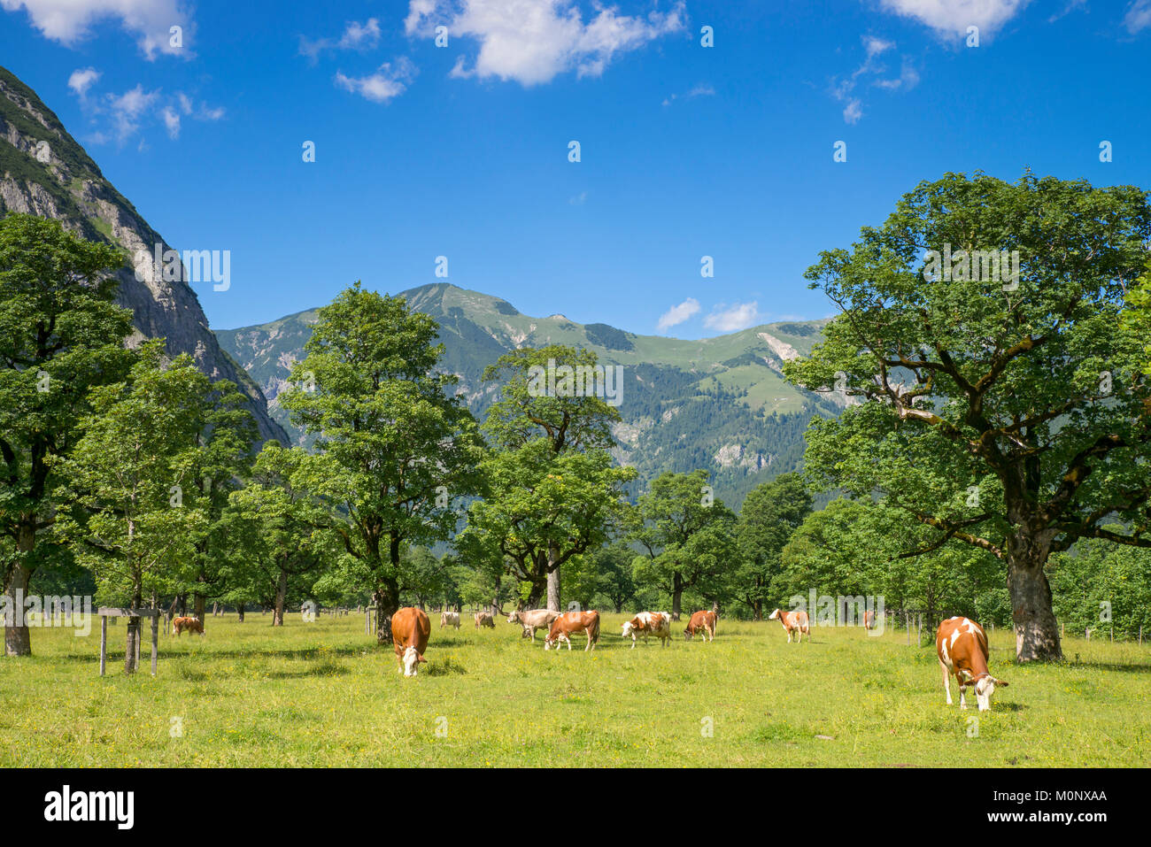 Grazing cows at the Eng-Alm,Großer Ahornboden,Karwendel,Tyrol,Austria Stock Photo