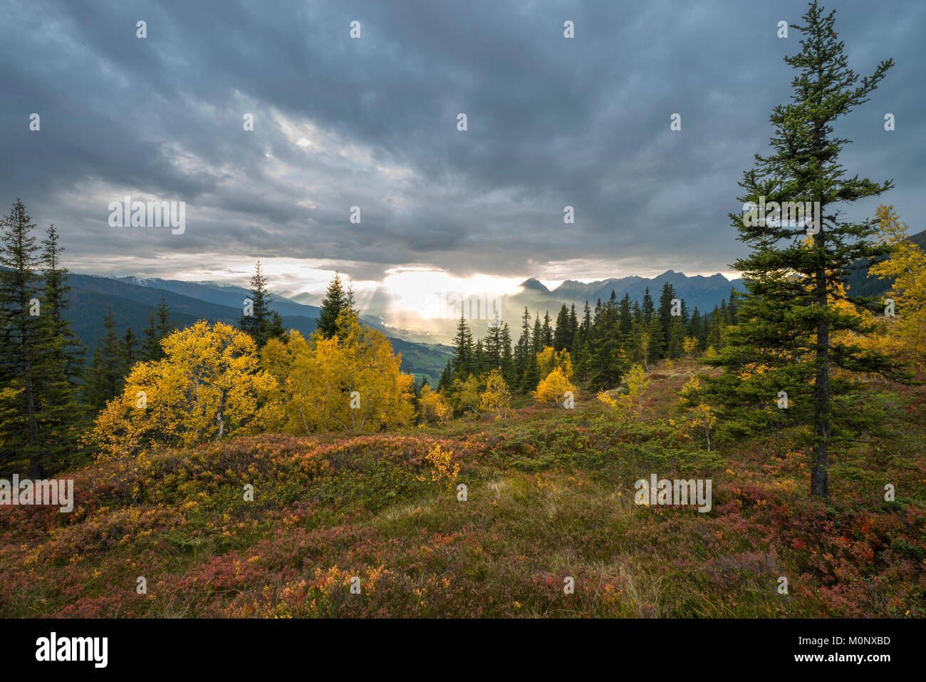 Naunz in autumn,spruce,moor birch,dwarf shrubs,Innsbruck valley with Innsbruck,Tuxer Voralpen,Tyrol,Austria Stock Photo