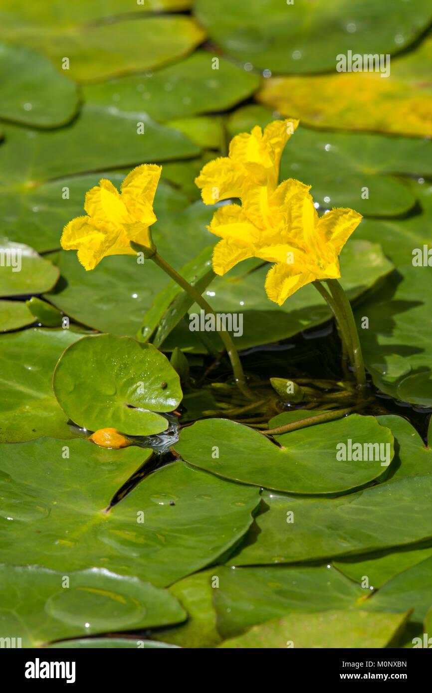 Water fringe (Nymphoides peltata),Burgenland,Austria Stock Photo