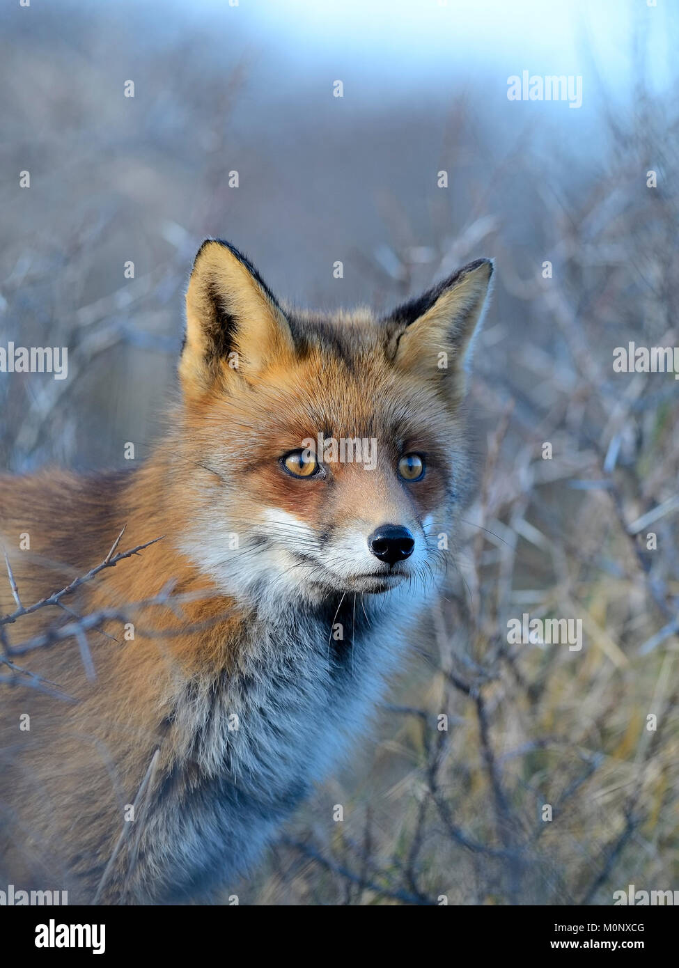 Red fox (Vulpes vulpes),Portrait,Biotop Waterleidingduinen,North Holland,Netherlands Stock Photo
