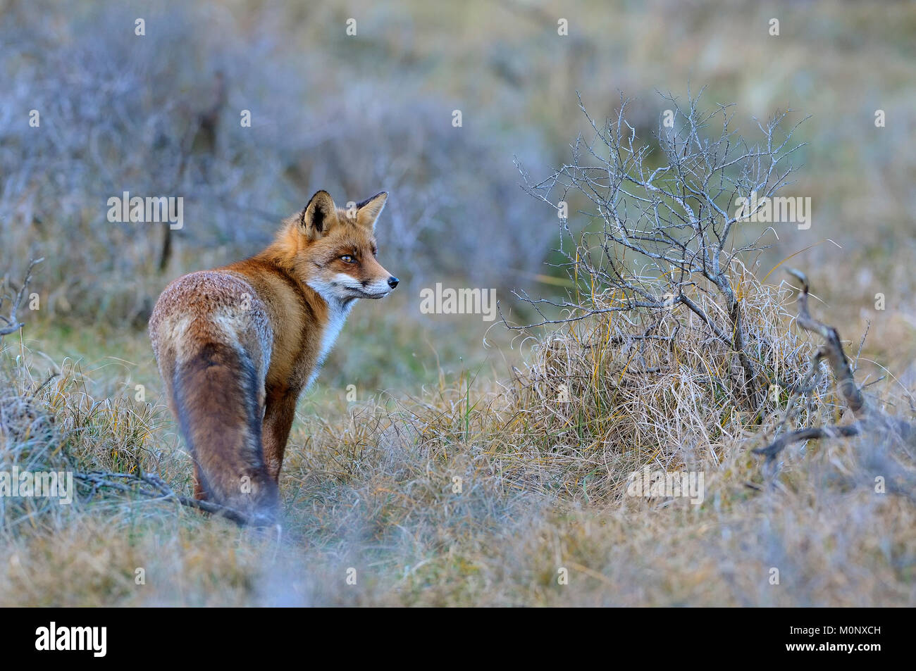 Red fox (Vulpes vulpes),Biotop Waterleidingduinen,North Holland,Netherlands Stock Photo