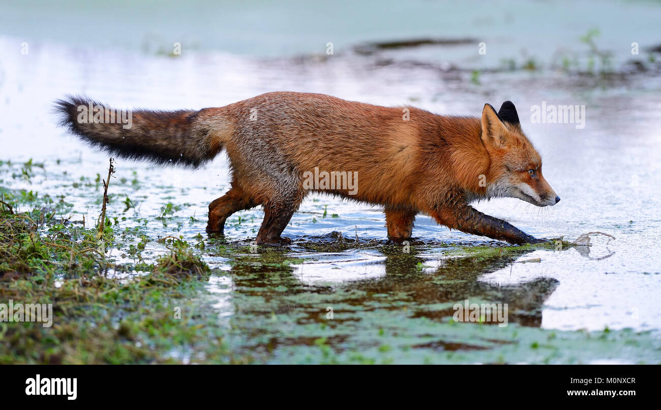 Red fox (Vulpes vulpes),runs through a pond,Biotop Waterleidingduinen,North Holland,Netherlands Stock Photo