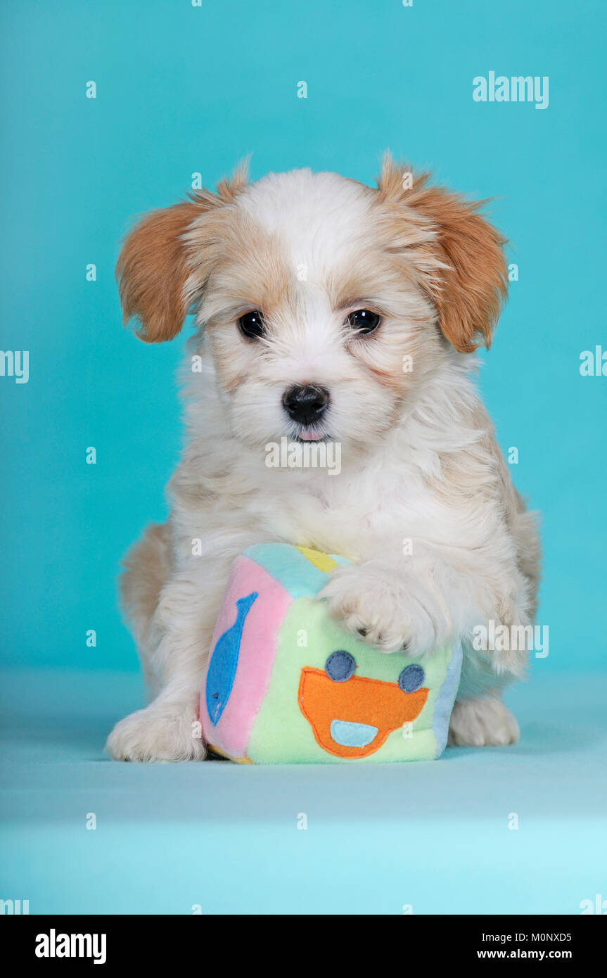 Havanese,puppy,brown-white,9 weeks,with toy cube Stock Photo