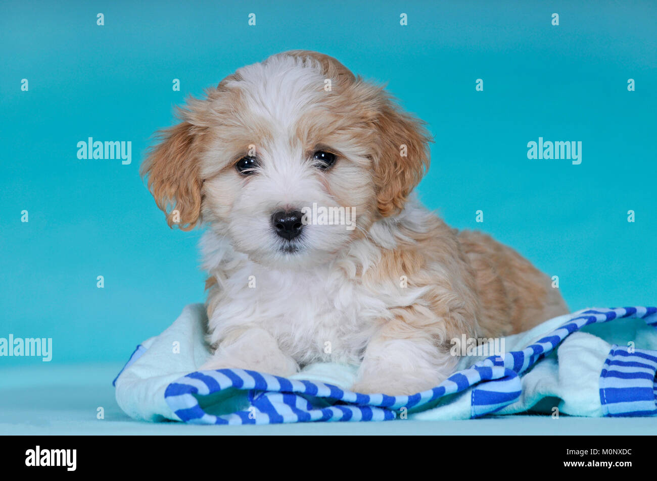 Havanese,puppy,brown-white,9 weeks,lying Stock Photo