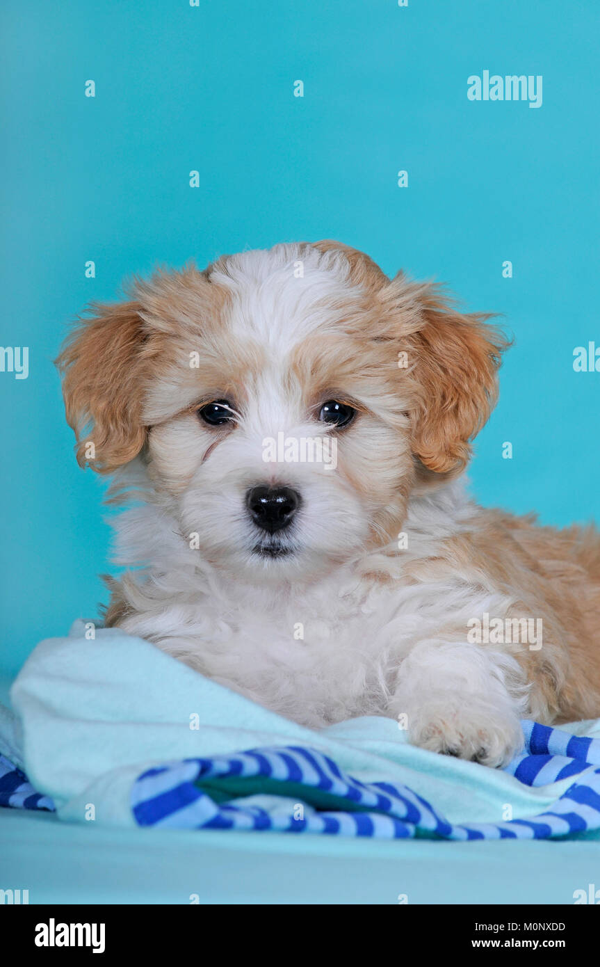 Havanese,puppy,brown-white,9 weeks,lying,portrait Stock Photo