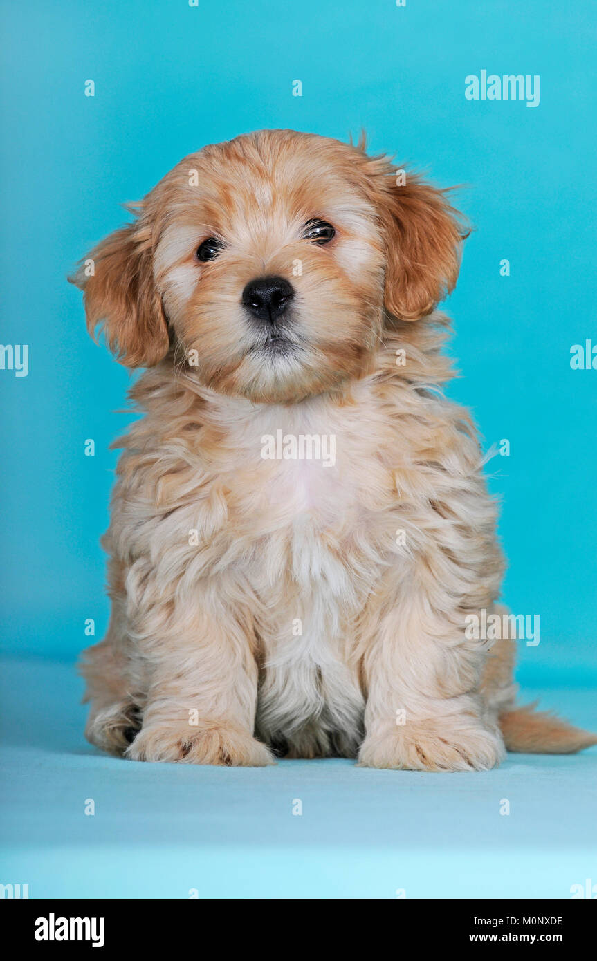 Havanese,puppy,brown-white,9 weeks Stock Photo