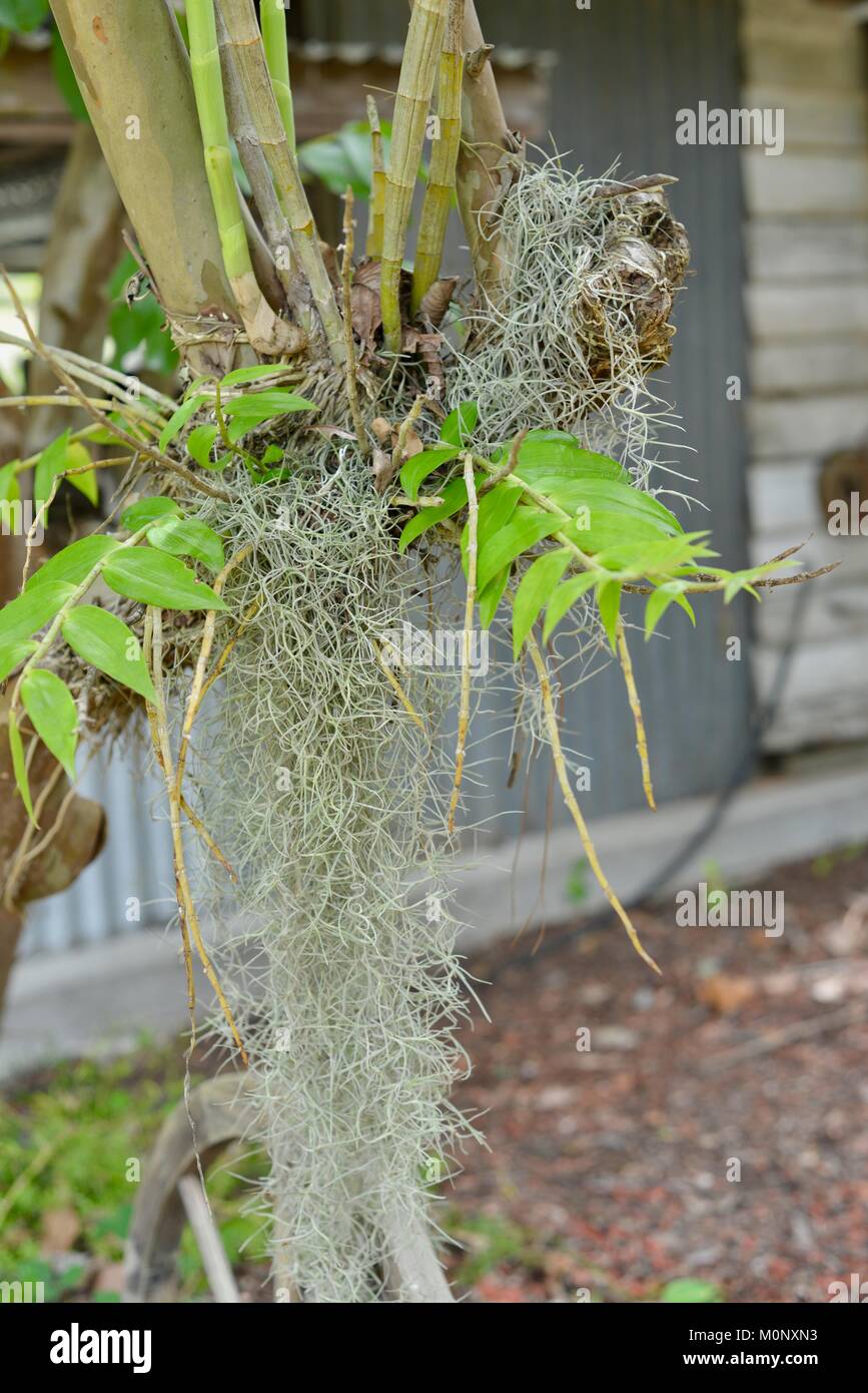 Spanish Moss Tillandsia Usneoides And Orchid Growing From
