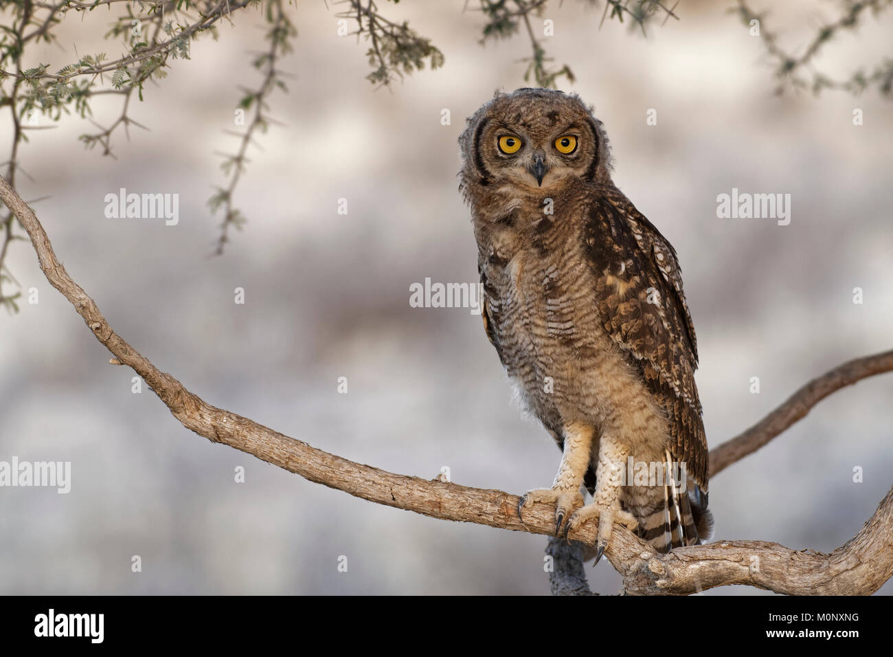 Spotted eagle-owl (Bubo africanus),young bird perched on a tree branch,Kgalagadi Transfrontier Park,Northern Cape Stock Photo