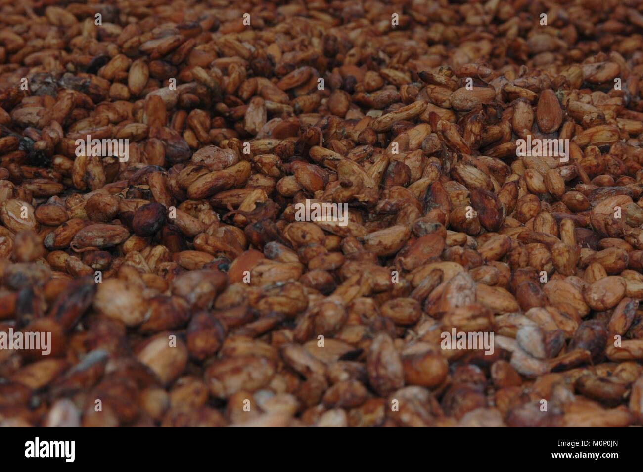 Drying raw cacao beans Stock Photo